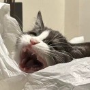 ZZ
