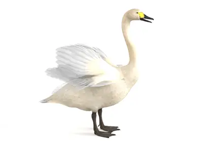 天鹅动物生物鸟类水禽3D模型