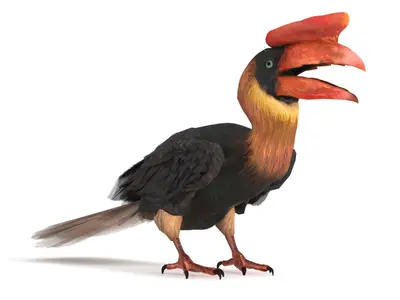 棕犀鸟Rufous Hornbill犀鸟鸟类野生动物