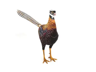 白冠长尾雉雉科鸟类中国特有动物国家一级保护动物野生动物鸟类科普珍稀鸟类自然保护