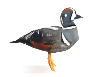 丑鸭花脸海番鸭海鸭水鸟野生动物鸟类科普极地鸟类自然观察IUCN无危物种