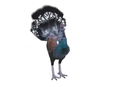 松鸡 3D 模型写实次世代游戏模型影视模型鸟类动物 GrouCaprCapercaillieGrouseFBXOBJUn