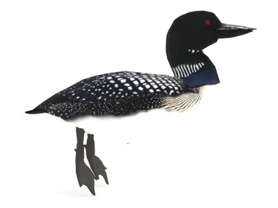 北方大潜鸟 野生水鸟普通潜鸟 加拿大国鸟