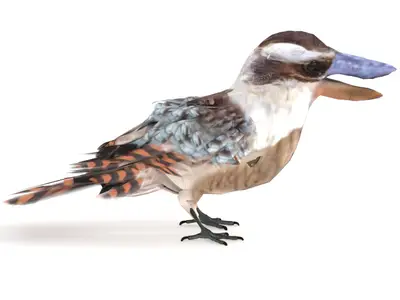 笑翠鸟, 笑狗鱼鴗, 澳洲鸟类, 翠鸟, 写实鸟类, 3D模型, 动物模型, 游戏资产, 影视动画, 科普可视化