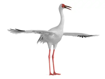 白鹤, 西伯利亚鹤, 雪鹤, 大型涉禽, 国家一级保护动物, 极危物种, 鸟类, 3D模型, 动物模型, 写实鸟类, 游