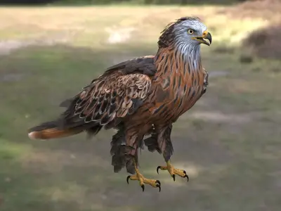 红鸢赤鸢红雕欧洲猛禽中型猛禽隼形目鹰科鸢属红褐色羽毛叉形尾滑翔高手食腐鸟类森林边缘猛禽北欧分布益鸟受保护鸟类旷野猛禽红头