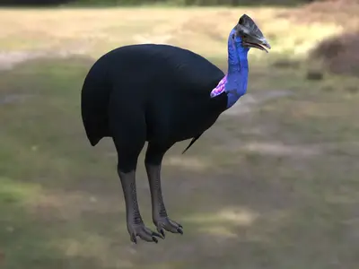 侏鹤鸵小鹤鸵鹤鸵科鹤鸵属不会飞的鸟类大型走禽新几内亚鸟类濒危鸟类热带雨林鸟类食果鸟类澳洲特有鸟类危险鸟类