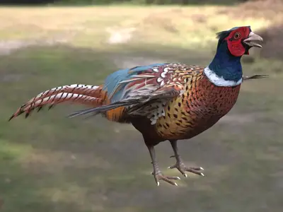 环颈雉雉鸡野鸡七彩山鸡雉科雉属鸟类三有保护动物观赏鸟类猎用鸟类林缘鸟类杂食性鸟类