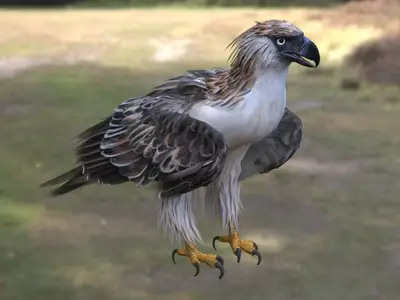 菲律宾食猿雕菲律宾鹰食猴鹰鹰科冕雕属极危物种大型猛禽顶级掠食者菲律宾国鸟森林猛禽利爪猛禽