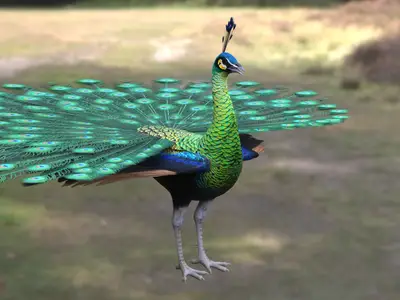 绿孔雀爪哇孔雀孔雀雉科孔雀属濒危鸟类国家一级保护动物观赏鸟类