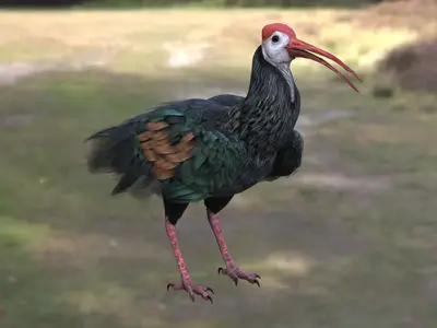 南方秃鹮南非白肩鹮鹮科鹮属涉禽非洲鸟类濒危鸟类湿地鸟类食虫鸟类红顶长喙鸟类