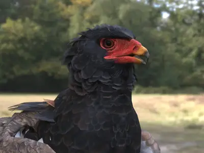 短尾雕 bateleur 雕 蛇雕 鹰科 短尾雕属 非洲猛禽 中型猛禽 红腿猛禽 黑羽猛禽 草原猛禽 食蛇猛禽 非洲特有