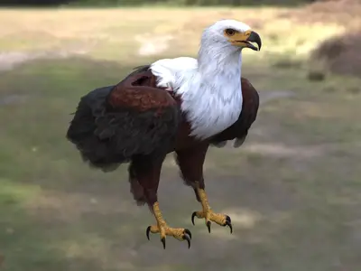 非洲海雕非洲鱼雕吼海雕鹰科海雕属非洲猛禽大型猛禽捕鱼猛禽湿地猛禽非洲国鸟