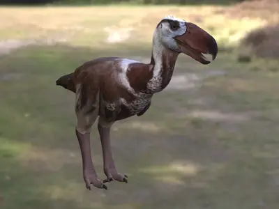 恐鸟骇鸟恐怖鸟窃鹤科恐鹤属史前鸟类不会飞的鸟类掠食性鸟类古生物南美洲史前生物巨型鸟类