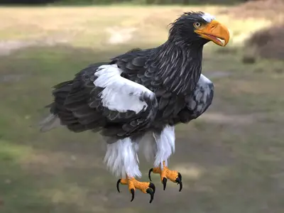 虎头海雕虎头雕海雕属鹰科大型猛禽濒危鸟类国家一级保护动物海雕捕鱼猛禽东北亚猛禽