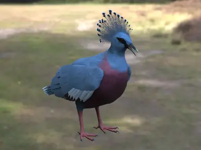 维多利亚凤冠鸠维多利亚冠鸠凤冠鸠鸠鸽科大型鸽子新几内亚鸟类观赏鸟类雨林鸟类