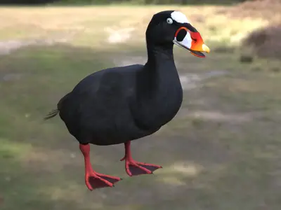 斑头海番鸭冲浪海番鸭海番鸭属鸭科海鸭海洋鸟类北美海鸟潜水鸭濒危鸟类