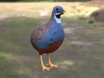 蓝胸鹑亚洲蓝鹌鹑小鹌鹑鹑科鹑属小型鸟类三有保护动物林缘鸟类观赏鸟类