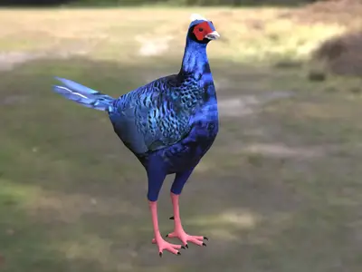 蓝腹鹇蓝鹇台湾鹇雉科鹇属台湾特有鸟类观赏鸟类珍稀鸟类森林鸟类