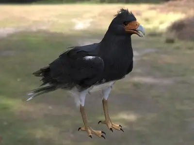 山卡拉鹰山凤头卡拉鹰卡拉鹰属隼科猛禽南美猛禽安第斯山脉鸟类食腐猛禽中型猛禽