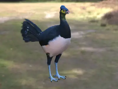 苏拉威西冢雉马累奥鸟冢雉科苏拉冢雉属印尼特有鸟类濒危鸟类地栖鸟类