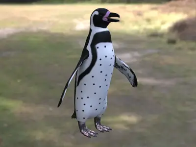 非洲企鹅斑嘴环企鹅公驴企鹅企鹅科环企鹅属非洲特有企鹅濒危鸟类海洋鸟类