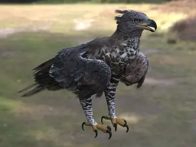 冠雕非洲冠雕冕雕鹰科冠雕属非洲猛禽大型猛禽森林猛禽顶级掠食者