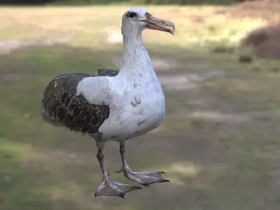 波纹信天翁加岛信天翁信天翁科信天翁属大型海鸟濒危鸟类加拉帕戈斯特有海鸟远洋海鸟