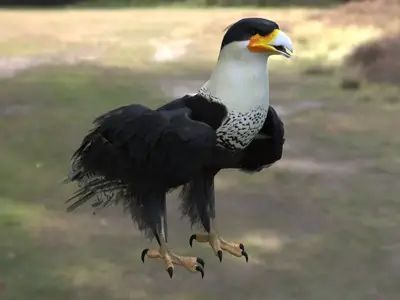 凤头卡拉鹰冠卡拉鹰卡拉鹰隼科卡拉鹰属美洲猛禽食腐猛禽中型猛禽