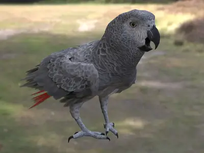 非洲灰鹦鹉灰鹦鹉鹦鹉科非洲鹦鹉属濒危鸟类高智商鹦鹉宠物鸟类非洲雨林鸟类