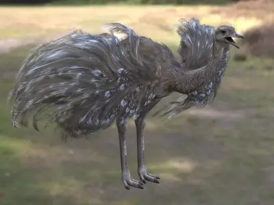 小美洲鸵 lesser rhea 美洲鸵科美洲鸵属南美不会飞鸟类草原鸟类濒危鸟类