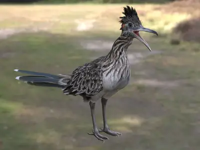 大走鹃加州走鹃杜鹃科地鹃属北美沙漠鸟类食蛇鸟类奔跑鸟类中型鸟类