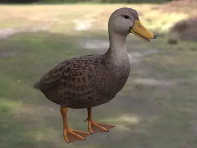 斑背鸭 mottled duck 鸭科鸭属北美水鸭湿地鸟类观赏水禽