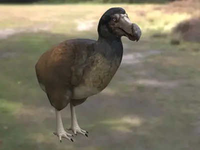 渡渡鸟毛里求斯渡渡鸟愚鸠鸠鸽科渡渡属已灭绝鸟类毛里求斯特有鸟类