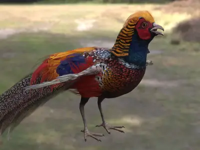 红腹锦鸡金鸡锦鸡雉科锦鸡属中国特有鸟类观赏鸟类国家二级保护动物