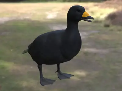 黑海番鸭黑凫番鸭属鸭科海鸭潜水鸭北方海鸟濒危水禽