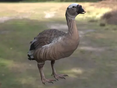 加加诺巨鹅 Gargano Giant Goose 已灭绝巨鹅类史前水禽大型鹅类