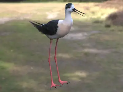 普通海番鸭黑海番鸭欧黑海番鸭鸭科海番鸭属海鸭潜水鸭北方海鸟