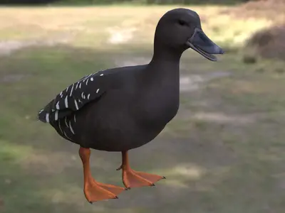 非洲黑鸭非洲黑鸭鸭科鸭属非洲水鸭湿地鸟类非洲特有水禽