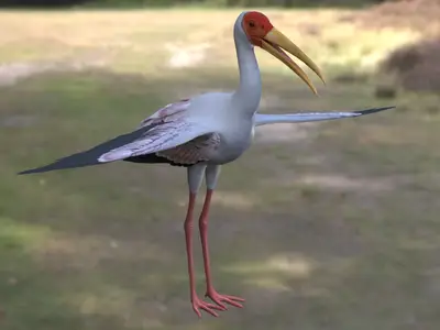 黄嘴鹮鹳黄嘴鹳鹮鹳属鹳科非洲水鸟湿地鸟类涉禽观赏鸟类