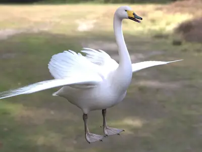 大天鹅鹄白天鹅雁鸭科天鹅属游禽大型水鸟候鸟观赏水禽