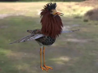 流苏鹬流苏鹬科鹬属涉禽繁殖羽雄鸟求偶炫耀鸟类迁徙鸟类湿地鸟类