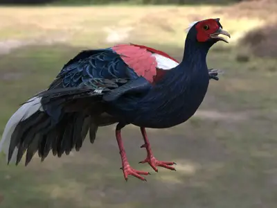 蓝腹鹇蓝鹇希氏鹇雉科鹇属中国台湾特有鸟类国家一级保护动物濒危雉类