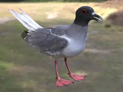 燕尾鸥燕尾鸥鸥科燕尾鸥属加拉帕戈斯海鸟远洋海鸟特有鸟类