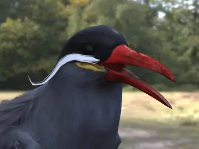 印加燕鸥印加鸥鸥科燕鸥属南美海鸟特有海鸟观赏海鸟