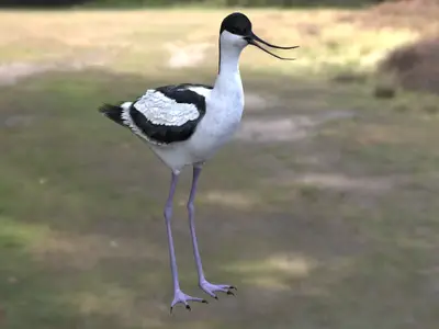 pied avocet 反嘴鹬反嘴鹬科反嘴鹬属涉禽湿地鸟类水鸟
