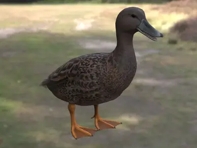 梅勒鸭马达加斯加黑鸭鸭科鸭属马达加斯加特有水鸭濒危水禽湿地鸟类