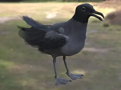 熔岩鸥加拉帕戈斯鸥鸥科鸥属加拉帕戈斯特有海鸟濒危海鸟