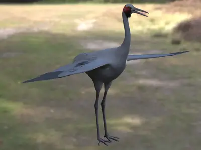 澳洲鹤澳大利亚鹤鹤科鹤属澳洲特有涉禽大型水鸟观赏鸟类