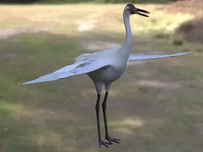 美洲鹤鸣鹤鹤科鹤属北美特有鹤类濒危鸟类大型涉禽
